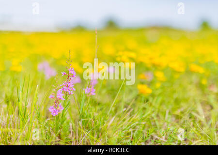 De belles fleurs de printemps prairie avec des fleurs sauvages. Paysage champ prairie colorée Banque D'Images