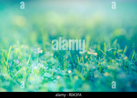 Beau terrain vert avec de l'eau s'abaisse au coucher du soleil. Matin vert prairie d'herbe dans la lumière du soleil, rayons de soleil Banque D'Images