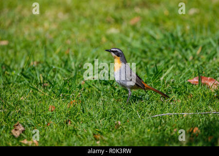 Cossyphe du cap Jardin botanique de Kirstenbosch caffer Dessonornis, Cape Town, Afrique du Sud 5 septembre 2018 2008.1 Adultes Banque D'Images