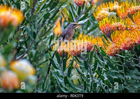 Cape Sugarbird Promerops cafer Jardin botanique de Kirstenbosch, Cape Town, Western Cape, Afrique du Sud 5 septembre 2018 Femme adulte P Banque D'Images