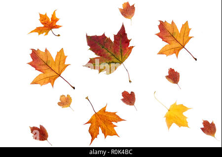 Composition d'automne. Les feuilles d'érable sur fond blanc. Automne, automne concept. Mise à plat, vue du dessus, copiez l'espace. Banque D'Images