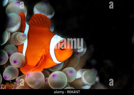 Poisson clown Amphiprion oceallaris dans la bulle-tip anemone. Banque D'Images