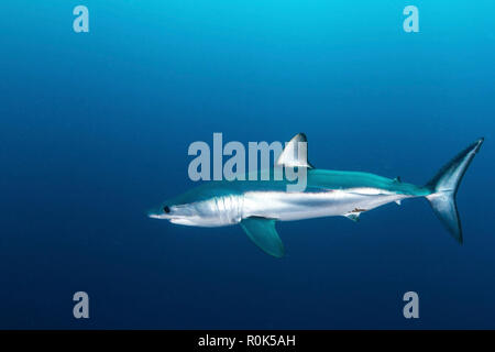 Un requin-taupe bleu dans les eaux bleues de l'Afrique du Sud. Banque D'Images