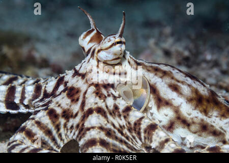 Mimic octopus (Thaumoctopus mimicus), Philippines. Banque D'Images
