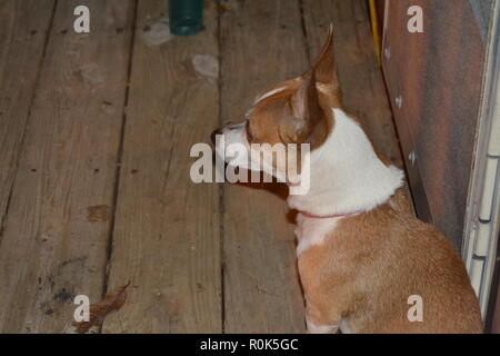 Mountain Feist dog portrait de profil. Banque D'Images