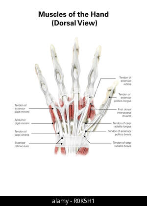 Illustration numérique des muscles de la main, vue dorsale (pas d'étiquettes). Banque D'Images