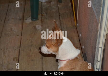 Portrait de profil d'une montagne Feist chien. Banque D'Images