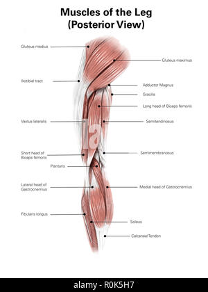 Illustration numérique de la partie postérieure de muscles de la jambe. Banque D'Images