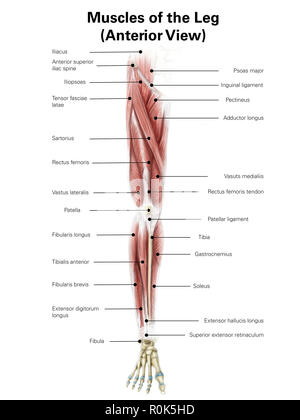 Illustration numérique de la face antérieure de muscles de la jambe. Banque D'Images