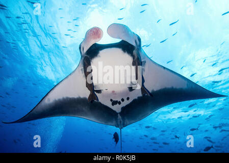 Un géant Manta Ray du Pacifique, l'île Socorro, Mexique.