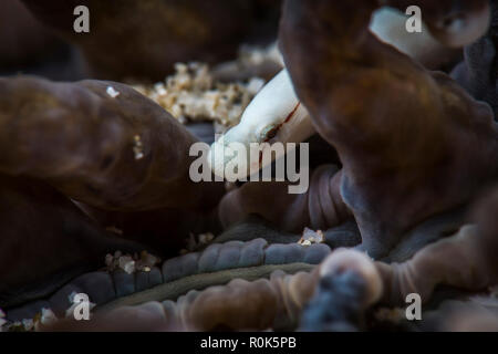 Les champignons, syngnathes Anilao, Philippines. Banque D'Images