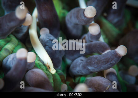 Les champignons, syngnathes Anilao, Philippines. Banque D'Images