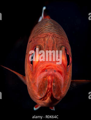 Le portrait d'une soldierfish avec un froncement perpétuel. Banque D'Images