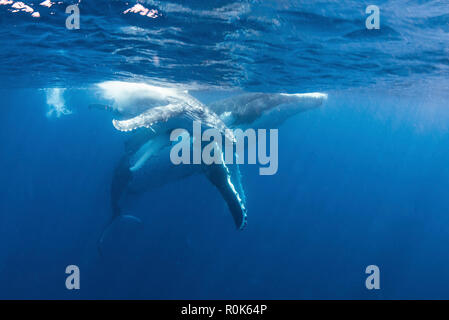 Une mère baleine à bosse et de son bébé. Banque D'Images