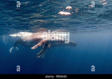 Une baleine à bosse et son petit à la surface. Banque D'Images