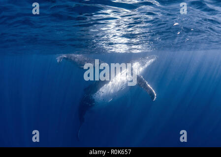 Une mère et son petit rorqual à bosse jouer juste sous la surface. Banque D'Images