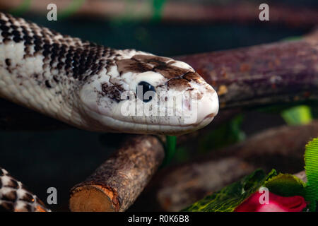 Pantherophis Obsoleta ou Elaphe obsoleta, communément appelé Couleuvre obscure. Banque D'Images