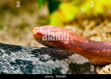 Le maïs rouge ou pantherophis guttatus Serpent Banque D'Images