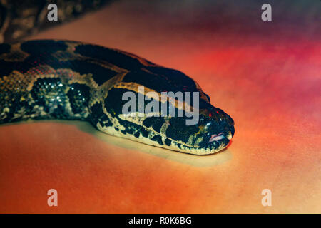 Serpent python africain close up sous la lumière rouge. Banque D'Images