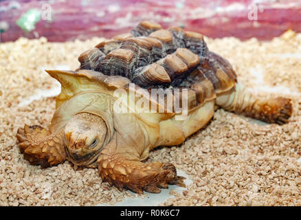 Jeune africaine encouragé sulcata Tortue Geochelone sulcata. Banque D'Images