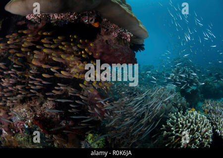 Golden balayeurs et barracuda juvénile nager sur une barrière de corail à Raja Ampat, en Indonésie. Banque D'Images