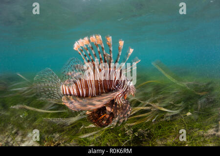 Un poisson-papillon chasse les proies dans une prairie d'herbes marines. Banque D'Images