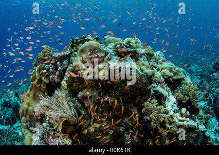 Anthias colorés poissons nagent au-dessus d'un récif magnifique dans la mer de Banda. Banque D'Images