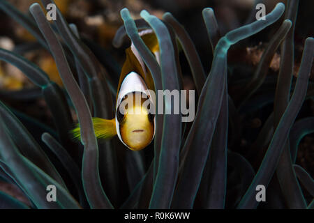 Un poisson clown de clark nage entre les tentacules de l'anémone de son hôte. Banque D'Images