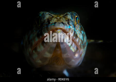 Un lizardfish attend que la proie de nager à proximité d'un récif. Banque D'Images