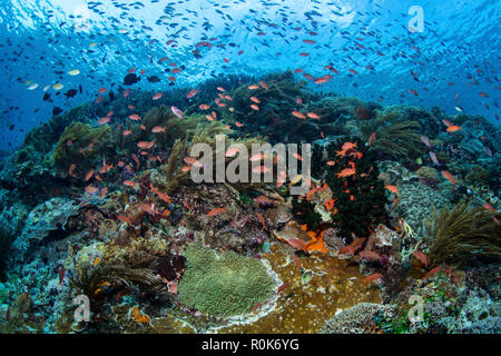 De l'école threadfin anthias poisson au-dessus d'une barrière de corail en Alor, l'Indonésie. Banque D'Images