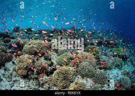 De l'école threadfin anthias poisson au-dessus d'une barrière de corail en Alor, l'Indonésie. Banque D'Images