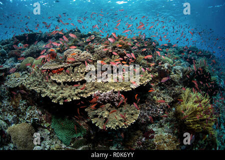 De l'école threadfin anthias poisson au-dessus d'une barrière de corail en Alor, l'Indonésie. Banque D'Images