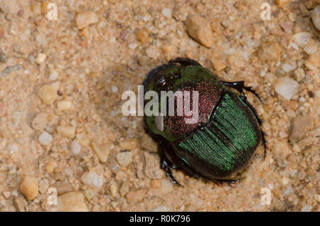 Scarab arc-en-ciel, Phanaeus vindex Banque D'Images