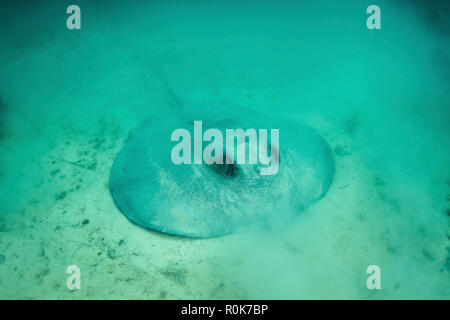 Un grand roughtail stingray se pose sur le fond marin couvert de les herbiers de Turneffe Atoll. Banque D'Images