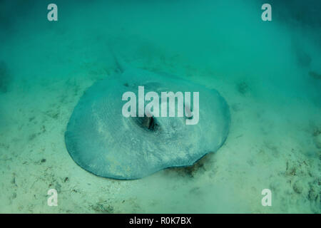 Un grand roughtail stingray se pose sur le fond marin couvert de les herbiers de Turneffe Atoll. Banque D'Images