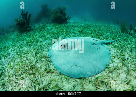 Un grand roughtail stingray se pose sur le fond marin couvert de les herbiers de Turneffe Atoll. Banque D'Images