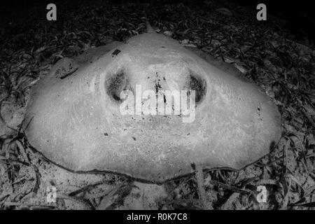 Un grand roughtail stingray se pose sur le fond marin couvert de les herbiers de Turneffe Atoll. Banque D'Images