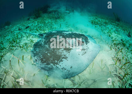 Un grand roughtail stingray se pose sur le fond marin couvert de les herbiers de Turneffe Atoll. Banque D'Images