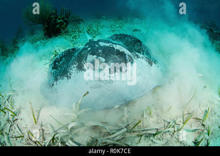 Un grand roughtail stingray se pose sur le fond marin couvert de les herbiers de Turneffe Atoll. Banque D'Images