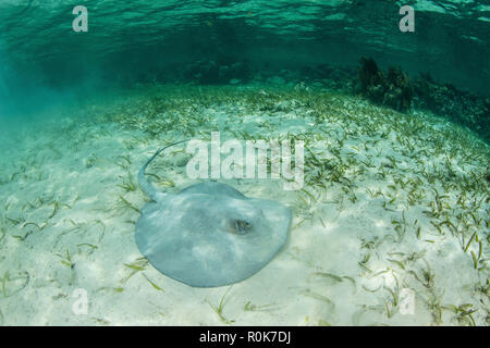 Un grand roughtail stingray se pose sur le fond marin couvert de les herbiers de Turneffe Atoll. Banque D'Images