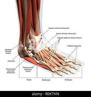 Anatomie du pied humain avec des étiquettes. Banque D'Images