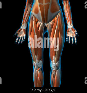 Vue avant de la musculature de jambe sur fond noir. Banque D'Images