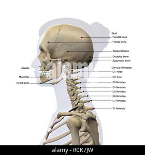 Vue latérale d'un crâne de femme et rachis cervical, étiquetés. Banque D'Images