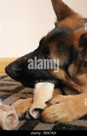 Super mignon chiot berger allemand chien portant sur le terrain, de détente. Banque D'Images