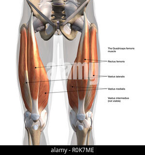 Vue antérieure des muscles quadriceps mâle avec des étiquettes. Banque D'Images