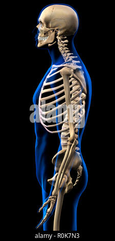 Squelette humain, vue latérale avec blue x-ray contour externe. Banque D'Images