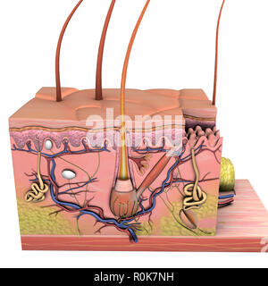 Anatomie de la peau, la section sur fond blanc. Banque D'Images