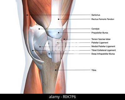 Articulation du Genou montrant les muscles et les ligaments avec étiquettes. Banque D'Images