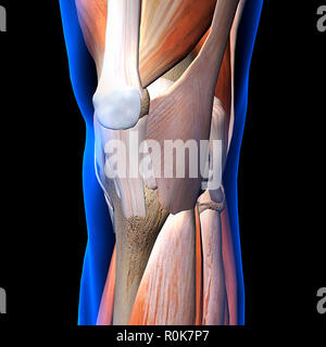 Les muscles et les ligaments du genou, la vue x-ray sur fond noir. Banque D'Images