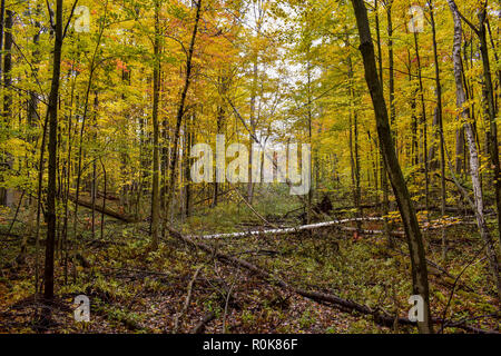 Couleurs d'automne dans une rigole à saison sèche, situé à Huron Nature Center. L'automne dans le Midwest, Michigan. Banque D'Images